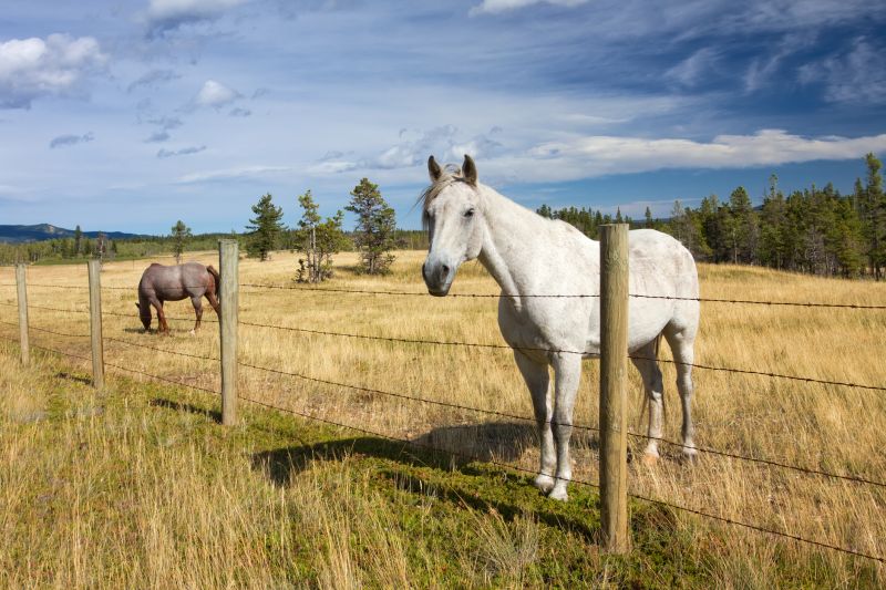 Ranch Fence Construction